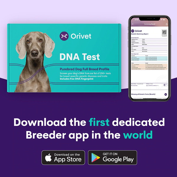 Kit de test d'ADN de chien ORIVET - Profil de race Maroc
